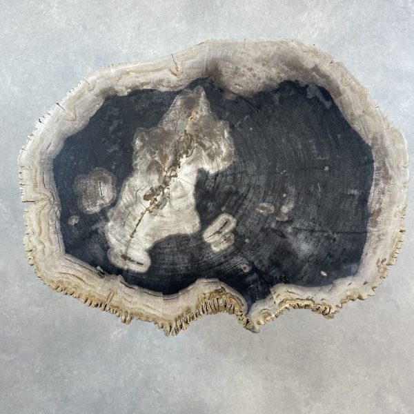 Couchtisch aus versteinertem Holz - Mix #11B1