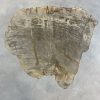 Versteend hout salontafel