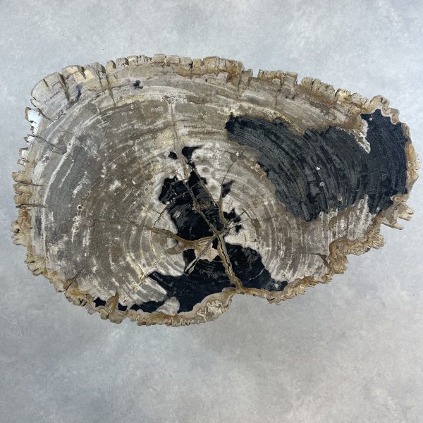 Couchtisch aus versteinertem Holz - Mix #8B1 – Bild 2