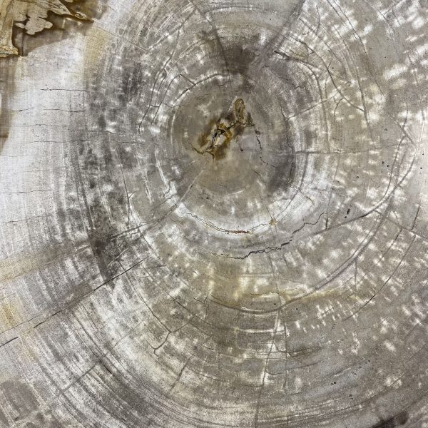 Couchtisch aus versteinertem Holz