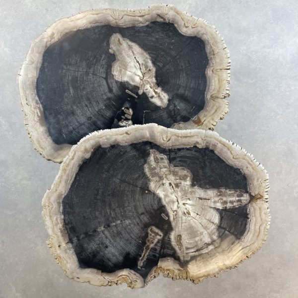 Couchtisch aus versteinertem Holz - Mix #14B1 – Bild 4