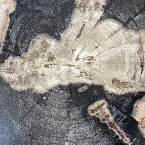Couchtisch aus versteinertem Holz - Mix #14B1 – Bild 3