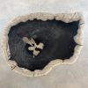 Couchtisch aus versteinertem Holz