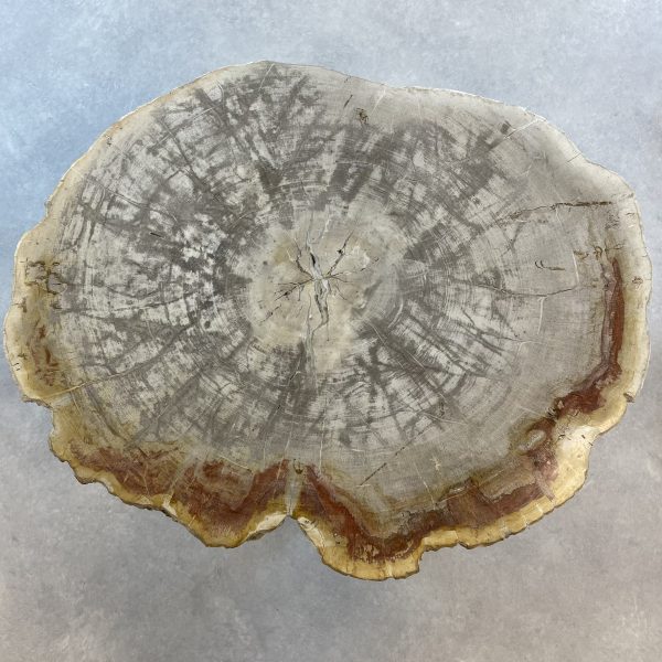 Versteend hout salontafel
