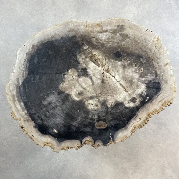 Couchtisch aus versteinertem Holz
