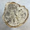 Versteend hout salontafel