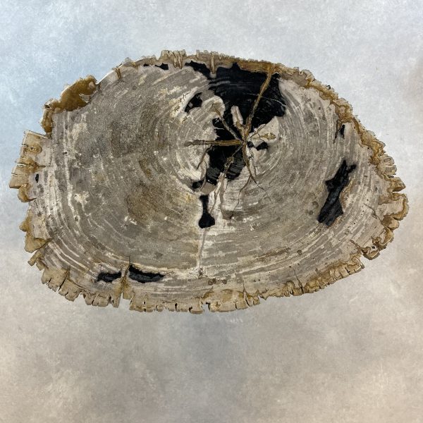 Couchtisch aus versteinertem Holz - Mix #34B7 – Bild 3