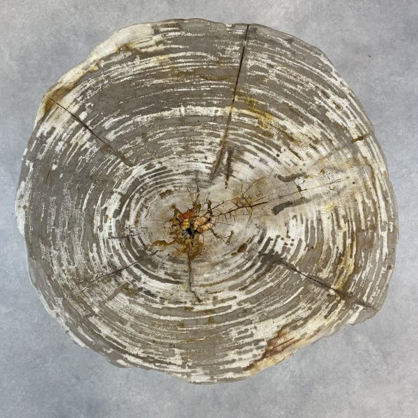 Couchtisch aus versteinertem Holz
