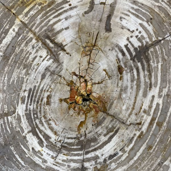 Couchtisch aus versteinertem Holz
