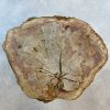 Couchtisch aus versteinertem Holz - Beige #132B7 – Bild 3