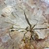 Couchtisch aus versteinertem Holz - Beige #132B7 – Bild 2