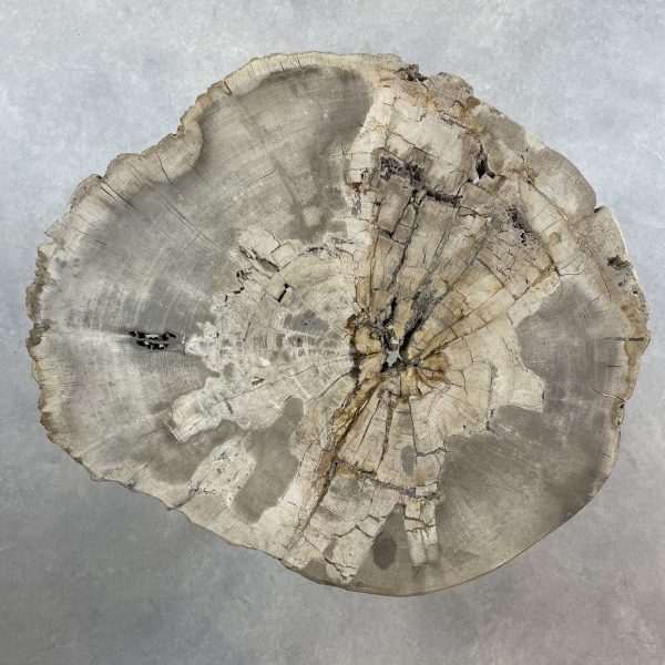 Couchtisch aus versteinertem Holz - Beige #143B20 – Bild 2