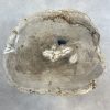 Couchtisch aus versteinertem Holz - Beige #150B1
