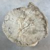 Versteend hout salontafel