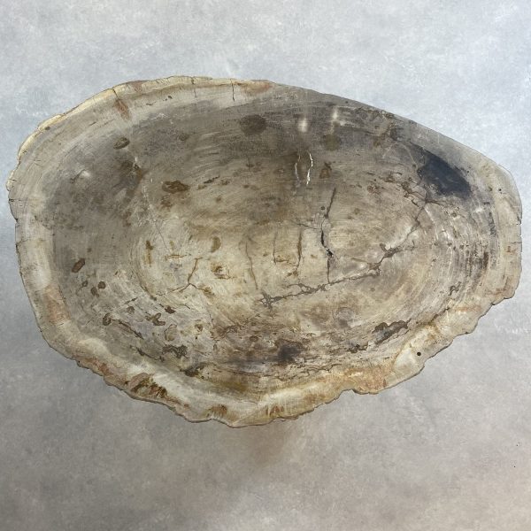 Couchtisch aus versteinertem Holz - Beige #214B5