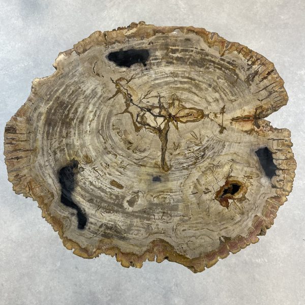 Couchtisch aus versteinertem Holz - Mix #233B4 – Bild 2