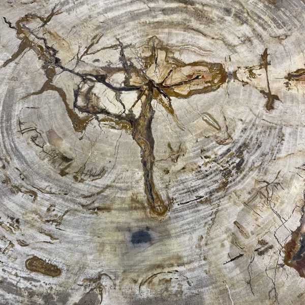 Couchtisch aus versteinertem Holz - Mix #233B4 – Bild 3