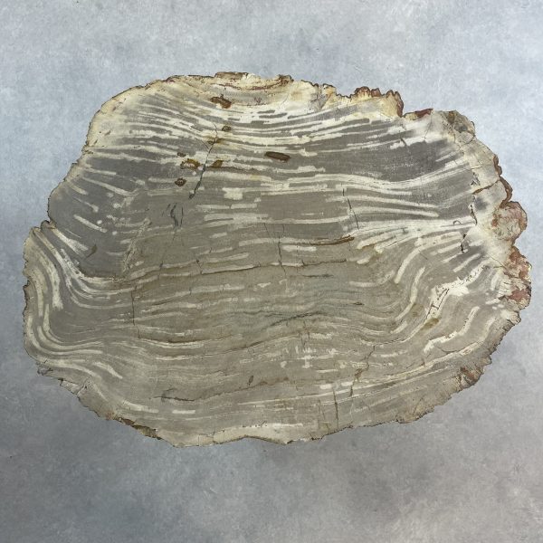 Versteend hout salontafel