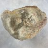 Couchtisch aus versteinertem Holz - Beige #212B1