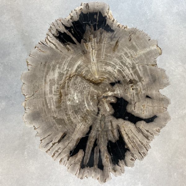 Couchtisch aus versteinertem Holz - Mix #67B4 – Bild 2