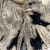 Couchtisch aus versteinertem Holz - Mix #67B4 – Bild 3