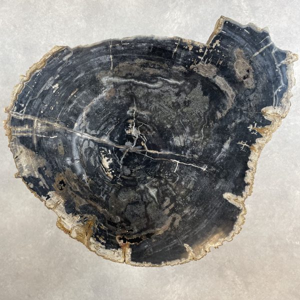 Couchtisch aus versteinertem Holz - Schwarz #88B9