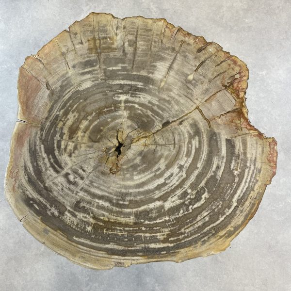 Versteend hout salontafel