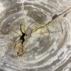 Versteend hout salontafel