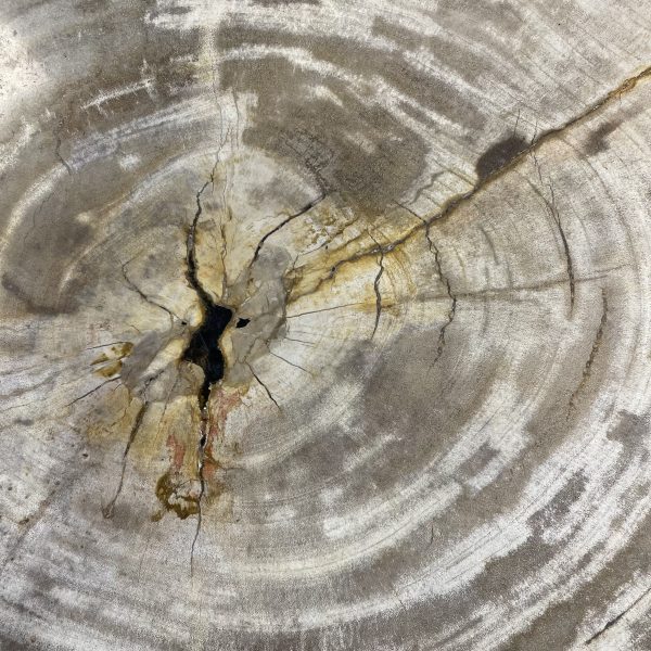 Versteend hout salontafel