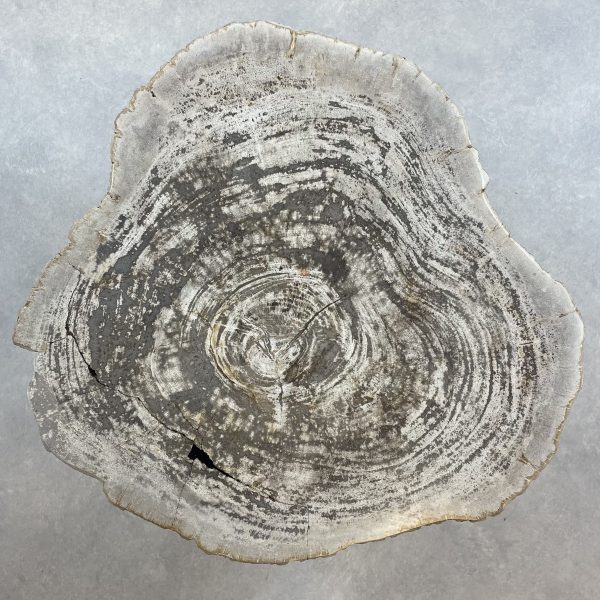 Couchtisch aus versteinertem Holz - Beige #380B9