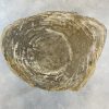 Versteend hout salontafel