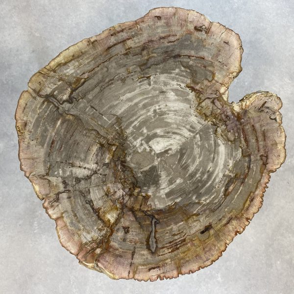 Couchtisch aus versteinertem Holz - Beige #139B4 – Bild 2