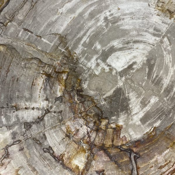 Couchtisch aus versteinertem Holz - Beige #139B4 – Bild 3