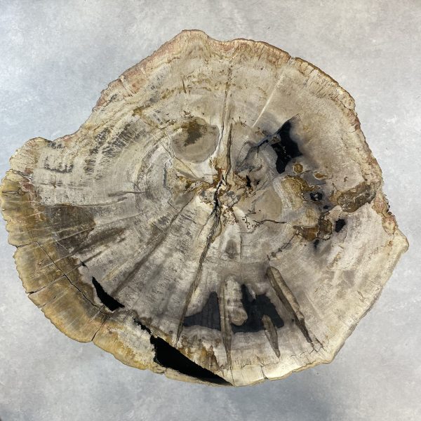 Couchtisch aus versteinertem Holz - Mix #221B4 – Bild 2