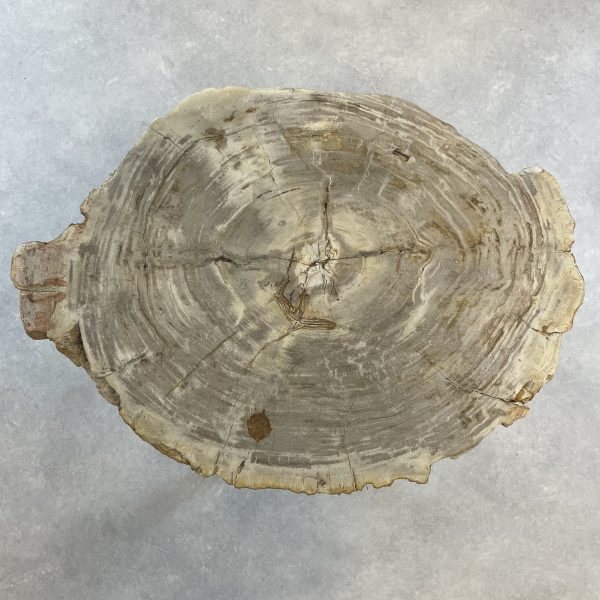 Couchtisch aus versteinertem Holz - Beige #189B4 – Bild 2