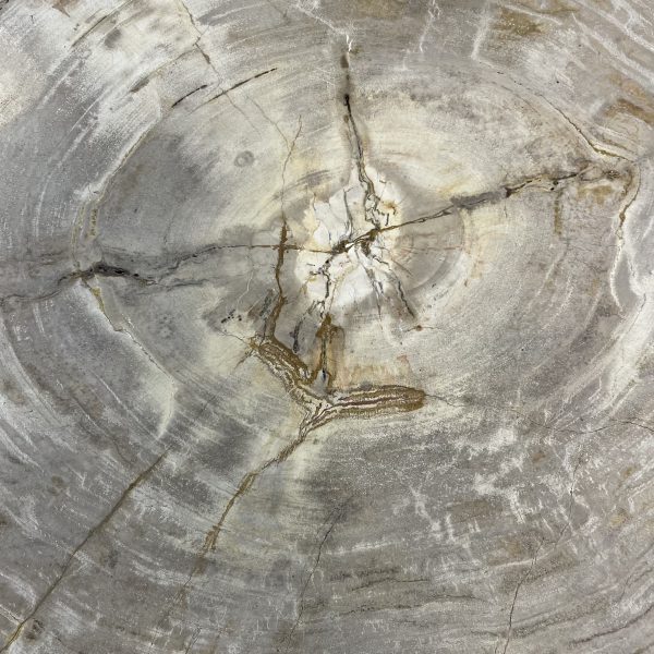 Couchtisch aus versteinertem Holz - Beige #189B4 – Bild 3