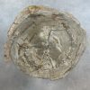 Couchtisch aus versteinertem Holz - Beige #217B9