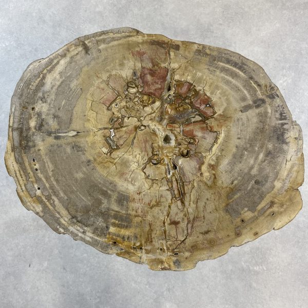 Couchtisch aus versteinertem Holz - Beige #140B4 – Bild 2