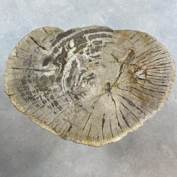 Couchtisch aus versteinertem Holz