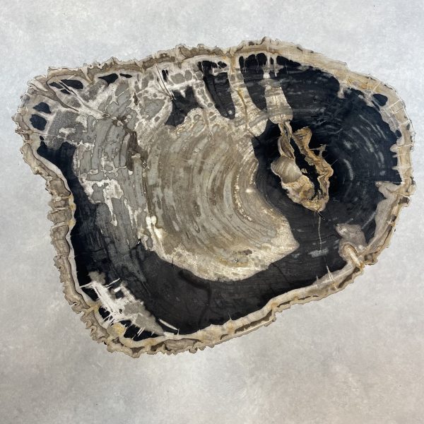 Couchtisch aus versteinertem Holz