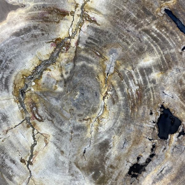 Couchtisch aus versteinertem Holz - Beige #389B10 – Bild 3