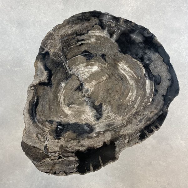 Versteend hout salontafel