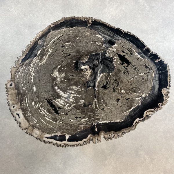 Couchtisch aus versteinertem Holz - Mix #313B10 – Bild 2