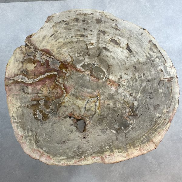 Couchtisch aus versteinertem Holz