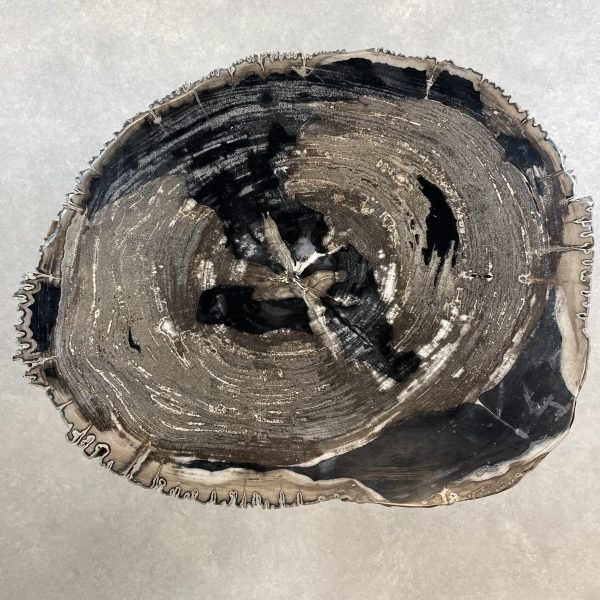 Couchtisch aus versteinertem Holz - Mix #322B10 – Bild 2