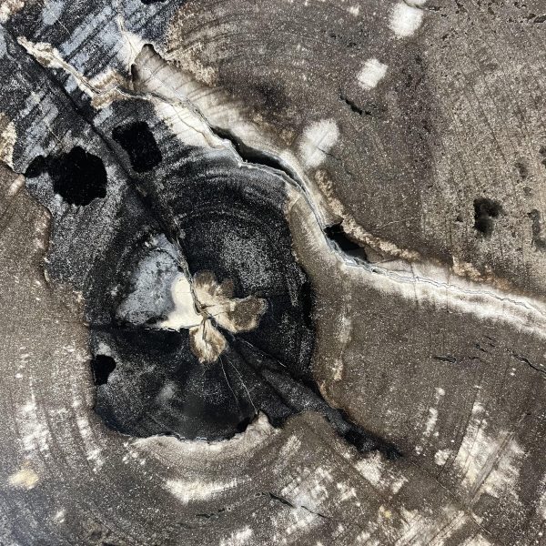 Couchtisch aus versteinertem Holz