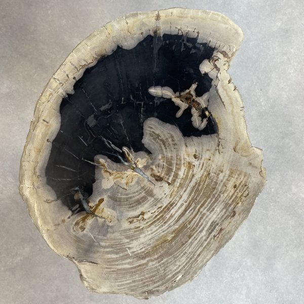 Couchtisch aus versteinertem Holz
