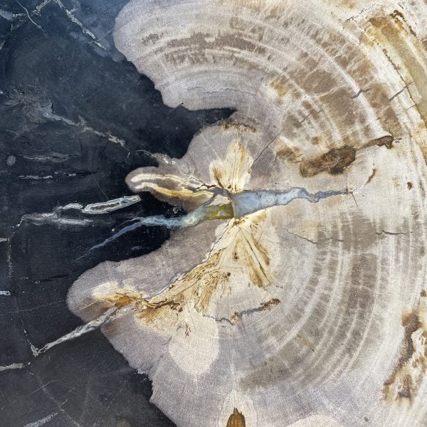 Couchtisch aus versteinertem Holz