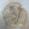 Versteend hout salontafel