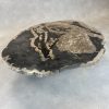 Versteend hout salontafel